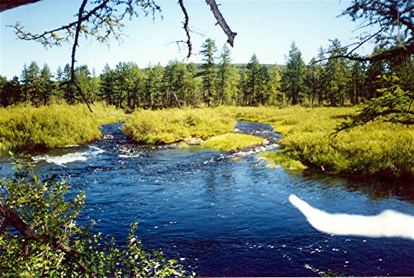 A Siberian river in the summer !