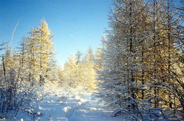 Siberia in the winter !