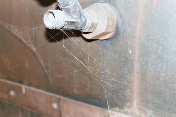 Spider's web !